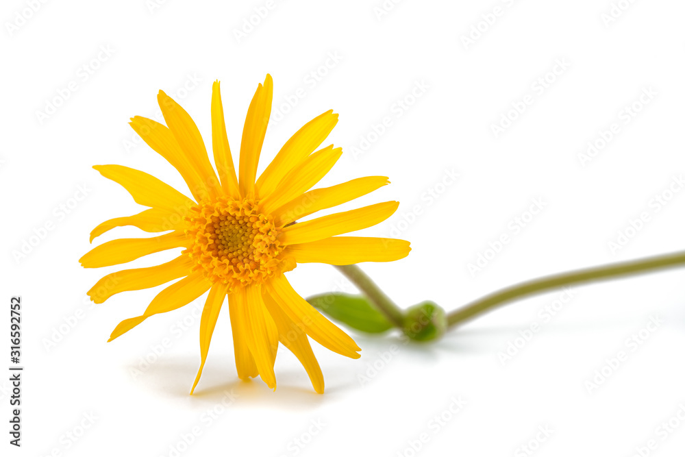 Poster Arnica montana