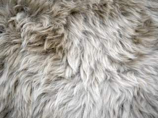 Wool background. Faux fur detail
