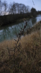 morning in the forest