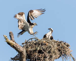 osprey in a nest