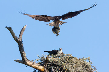 Osprey with Flounder Landing in Nest