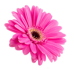 Pink Gerbera flower