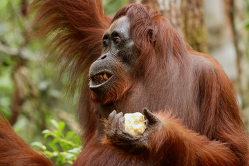 Wild Orang Utan in the jungle of Bormeo enjoying a fruit