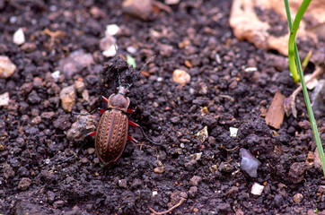 Beetle on the ground
