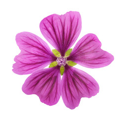 Mallow  (Malva Sylvestris)