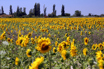 Sunfower Field at Provence France