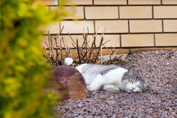 White gray cat sleeping on the stones in the garden. A beautiful pet lying next to a large stone, shrubbery and yellow thuja.