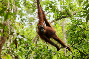 Wild Orang Utan in the jungle of Bormeo