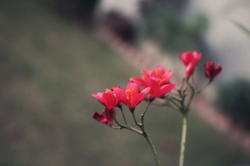 red flower in the garden