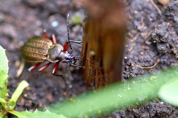 Beetle on the ground