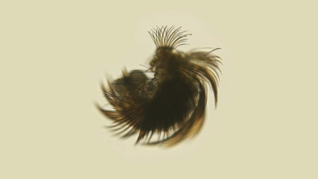 the larva of the Polychaeta worm under the microscope, at the nektohet stage, of the Spionidae family, type Annelida, has many cilia, rare frames, very unusual look
