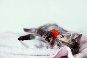 Close-up small gray kitten plays with knitted toy hearts in its paws.