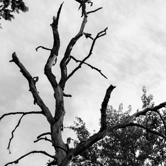 Fototapeta na wymiar Old tree touching the sky