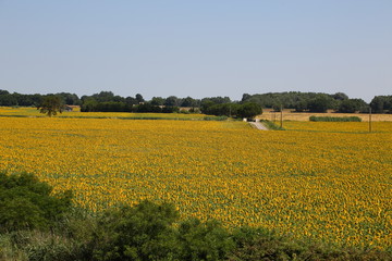 Sunfower Field at Provence France