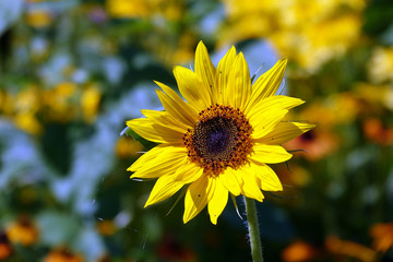 Sonnenblume