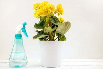 A flowering bush of yellow begonia in a ceramic pot stands on a wooden white table and next to it...