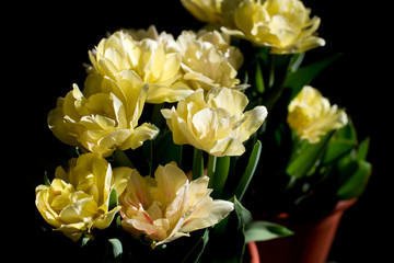 Macro photo of yellow tulips.