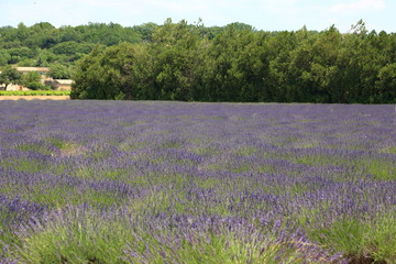 Fototapeta premium Lavender Field at Provence France