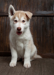 siberian husky puppy on wood background