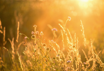 Fototapeta premium Field of grass during sunset