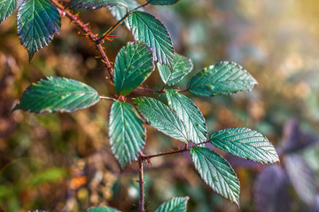 Closeup nature view of branch of tree on blurred background in garden