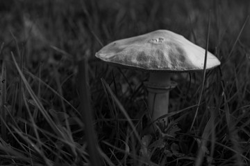 Proud white mushroom overhanging the grass