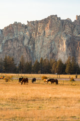 Sunset view of horses on a meadow with the rock walls of Smith Rock State Park in the background