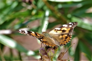 butterfly on leaf