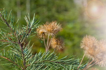 Closeup nature view of branch of tree on blurred background in garden