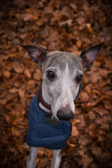 Autumn portrait of female whippet. She is so cute and happy outside.
