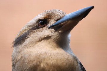 Head of a laughing kookaburra dacelo novaeguineae looking upwards, in side view