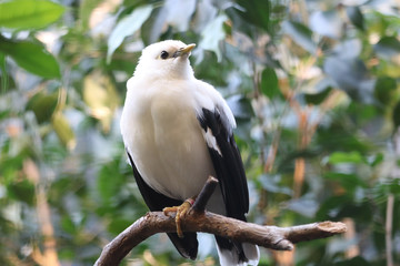 Critically endangered black-winged starling acridotheres melanopterus sitting on a branch