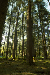 Deodar trees in Manali woods, india