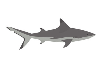 Obraz premium grey shark vector isolated. Underwater wildlife, dangerous