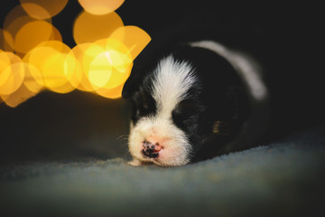 Few days old dog in a studio photo session. Jack Russell terriera puppy. Little white dog. Beautiful blurry lights.