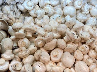 raw champignons