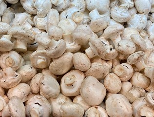 raw champignons