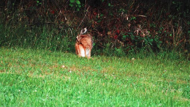 Zając szarak (Lepus europaeus) w letniej szacie na łące  p&oacute;źnym popołudniem