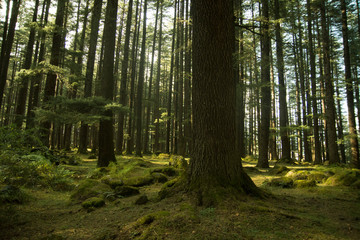 Deodar trees in Manali woods, india