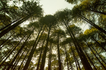 Deodar trees in Manali woods, india