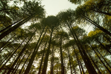 Fototapeta premium Deodar trees in Manali woods, india