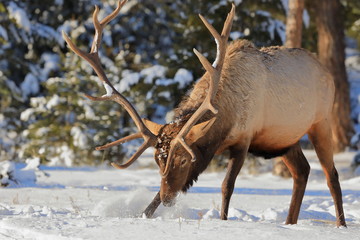Bull elk digging through snow for food - 316597587