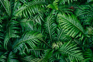 Beautiful ferns ( Blechnum x rasmijoti ‘The Royal Project’ ) leaves green