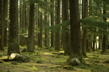 Deodar trees in Manali woods, india