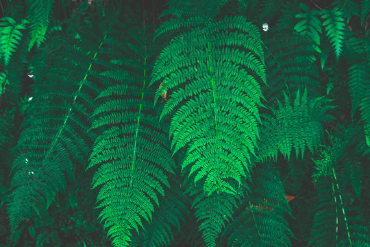 Ferns in the forest, Madeira. Beautiful ferns leaves green foliage. Close up of beautiful growing ferns in the forest. Natural floral fern background in sunlight.