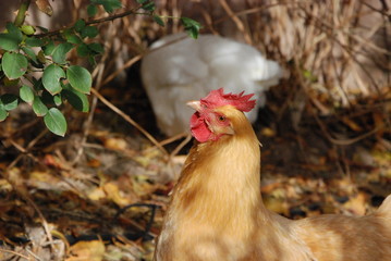 chickens on farm