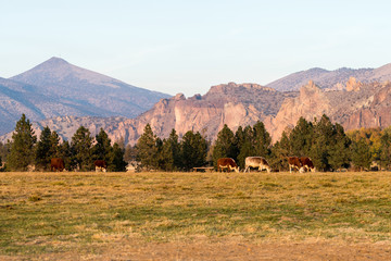 A group of cows grazing at sunset with Smith Rock State Park in the background in Terrebonne
