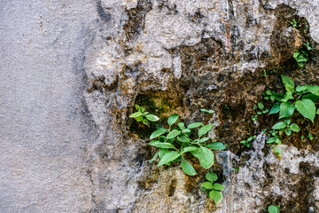 Parasitic plants on the old wall.