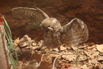 Stuffed brown tawny owl bird 