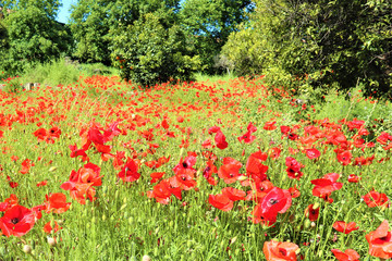 red poppies flowers on green field background
